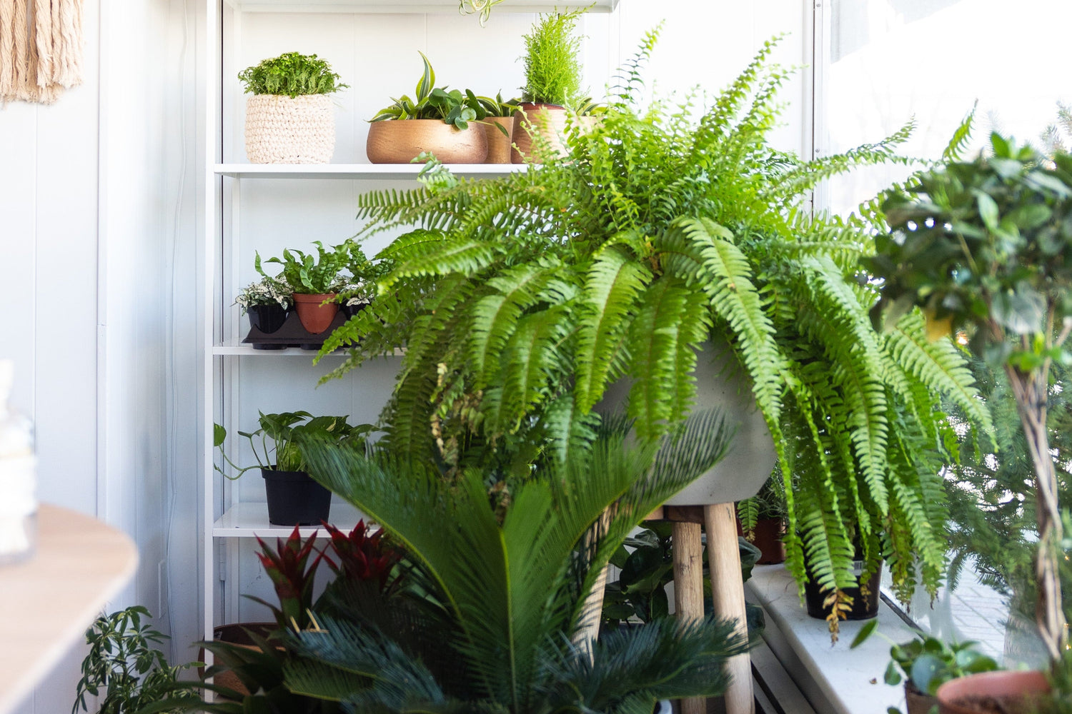 Indoor plant setup with a white shelving unit and various potted plants.